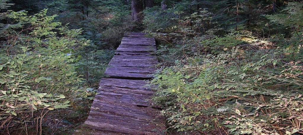 Rickety old wooden walkway over creek, in lush green forest